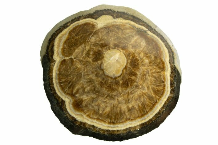 Polished Barite and Marcasite - Lubin Mine, Poland #335149